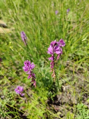 Polygala cretacea
