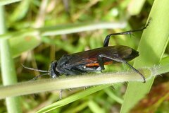 Macrophya annulata