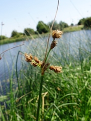Schoenoplectus lacustris