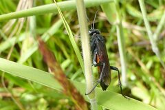 Macrophya annulata