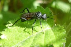 Macrophya annulata