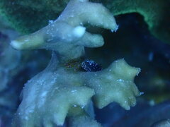 Domecia acanthophora