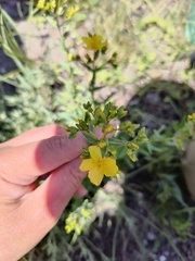 Hypericum elegans