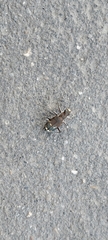 Cicindela hybrida