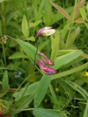 Lathyrus palustris