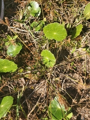 Hydrocotyle bonariensis