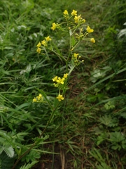 Rorippa sylvestris