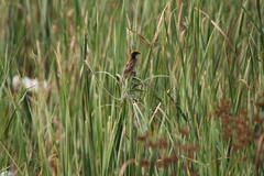 Ploceus manyar