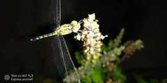 Diplacodes trivialis