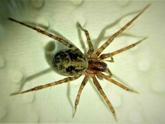 Tegenaria pagana
