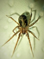 Tegenaria pagana