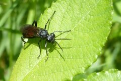 Macrophya annulata