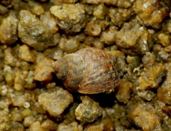 Littorina