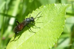 Macrophya annulata