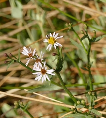 Tripolium pannonicum