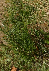 Tripolium pannonicum