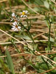 Tripolium pannonicum