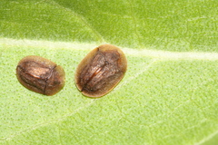 Cassida fuscorufa