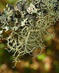 Usnea subfloridana