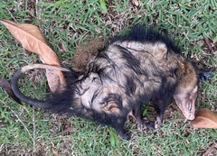 Didelphis aurita