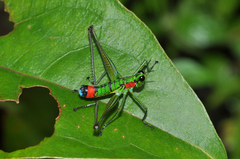 Paramastax rosenbergi