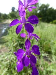 Consolida orientalis