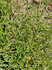 Goniolimon tataricum