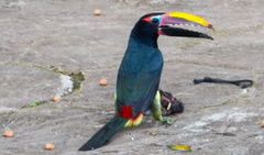 Pteroglossus viridis