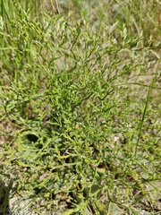 Goniolimon tataricum