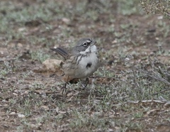 Artemisiospiza nevadensis
