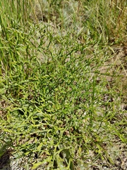 Goniolimon tataricum