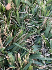 Stenotaphrum secundatum