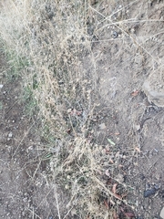 Centaurea melitensis