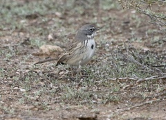 Artemisiospiza nevadensis