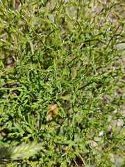 Goniolimon tataricum