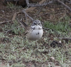 Artemisiospiza nevadensis