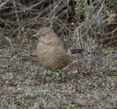 Toxostoma bendirei