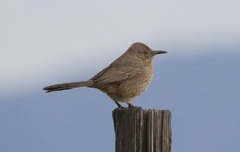 Toxostoma bendirei