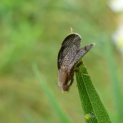 Eutreta noveboracensis