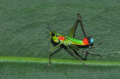 Paramastax rosenbergi