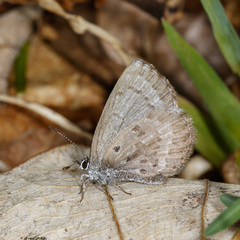 Celastrina ladon