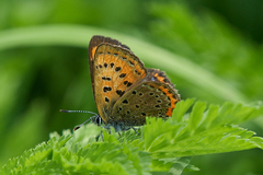 Lycaena helle