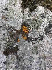 Teloschistes velifer