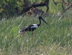 Ephippiorhynchus asiaticus