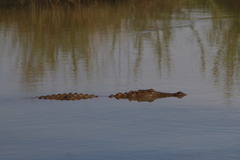 Crocodylus palustris