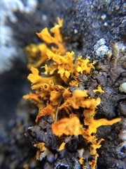 Teloschistes velifer