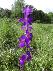 Consolida orientalis