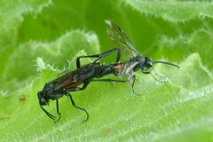 Macrophya annulata