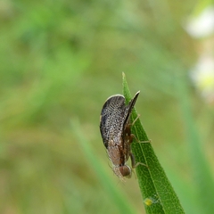 Eutreta noveboracensis