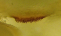 Geophilus regnans
